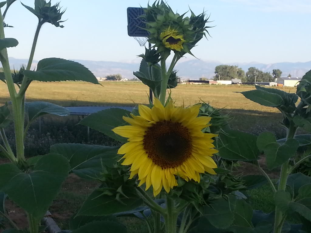 Friday Rookie Topic: Sunflowers - Page 2 20130810_070629_zps676fd485