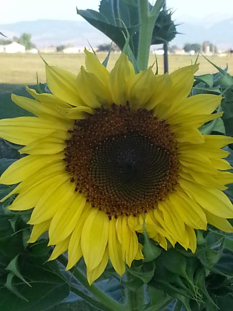 Friday Rookie Topic: Sunflowers - Page 2 20130810_070654_zpsa5bcf441