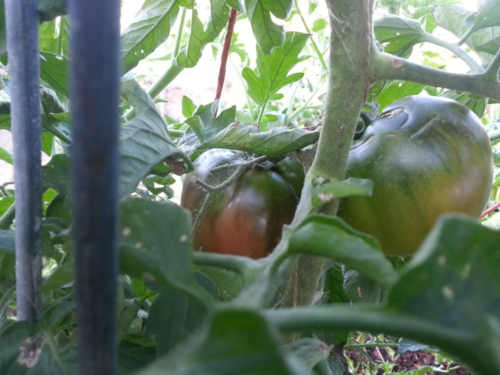 ToMaTo TuEsDaY!  Western mountains & high plains! - Page 3 20130810_070907_zpsfeda07a1