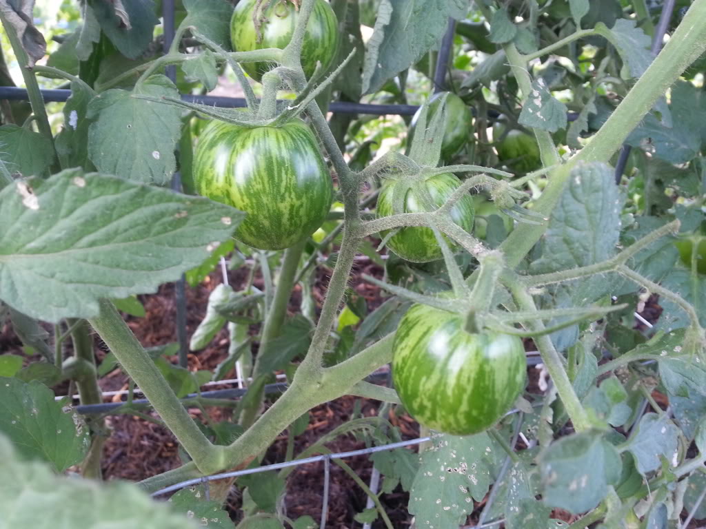 ToMaTo TuEsDaY!  Western mountains & high plains! - Page 3 20130810_070927_zps9a8f8bde