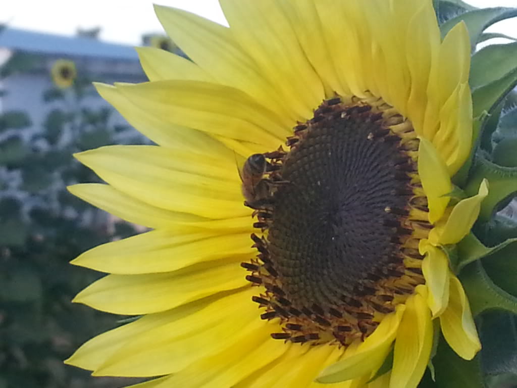 Friday Rookie Topic: Sunflowers - Page 2 20130811_070628_zps62d7a91c