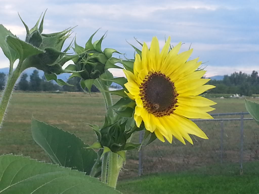 Friday Rookie Topic: Sunflowers - Page 2 20130811_070643_zps7184a7f1