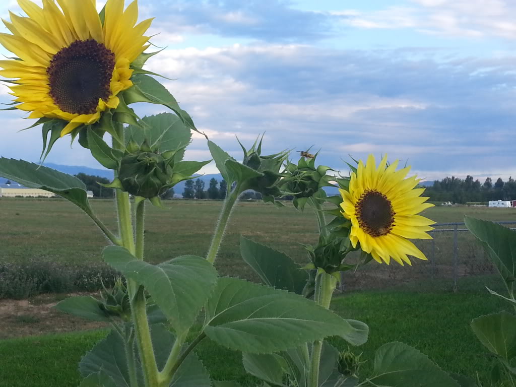 Friday Rookie Topic: Sunflowers - Page 2 20130811_070650_zps2961c0ab