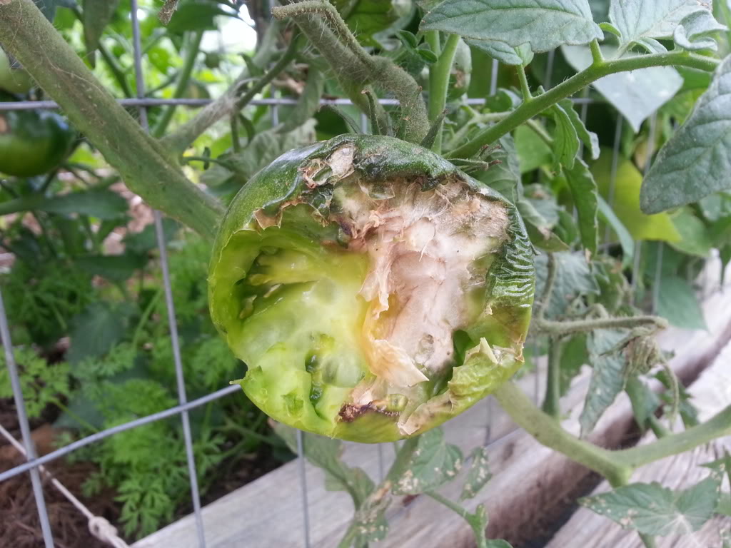 ToMaTo TuEsDaY!  Western mountains & high plains! - Page 3 20130813_171852_zps76514ed4