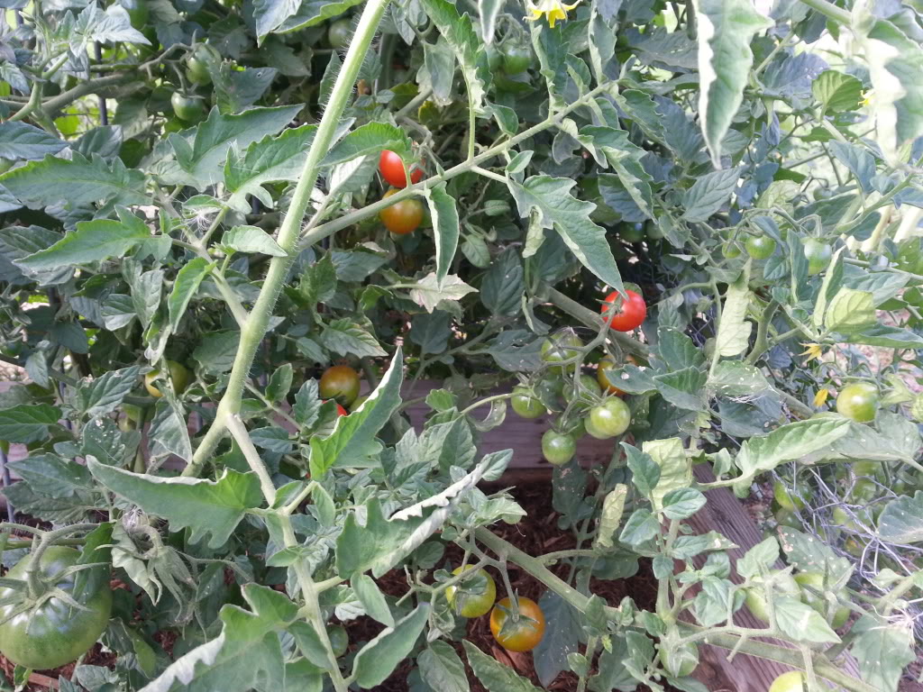 ToMaTo TuEsDaY!  Western mountains & high plains! - Page 3 20130813_174512_zpsf98063b9