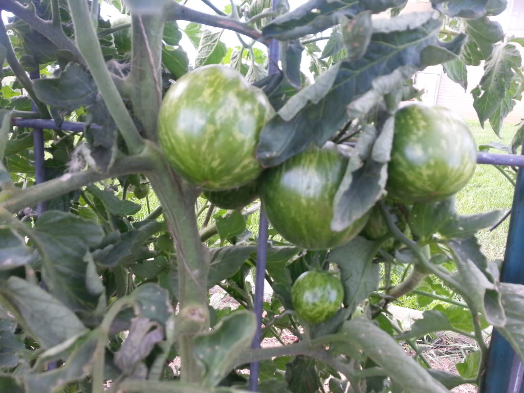 ToMaTo TuEsDaY!  Western mountains & high plains! - Page 3 20130813_174533_zpsb5878038