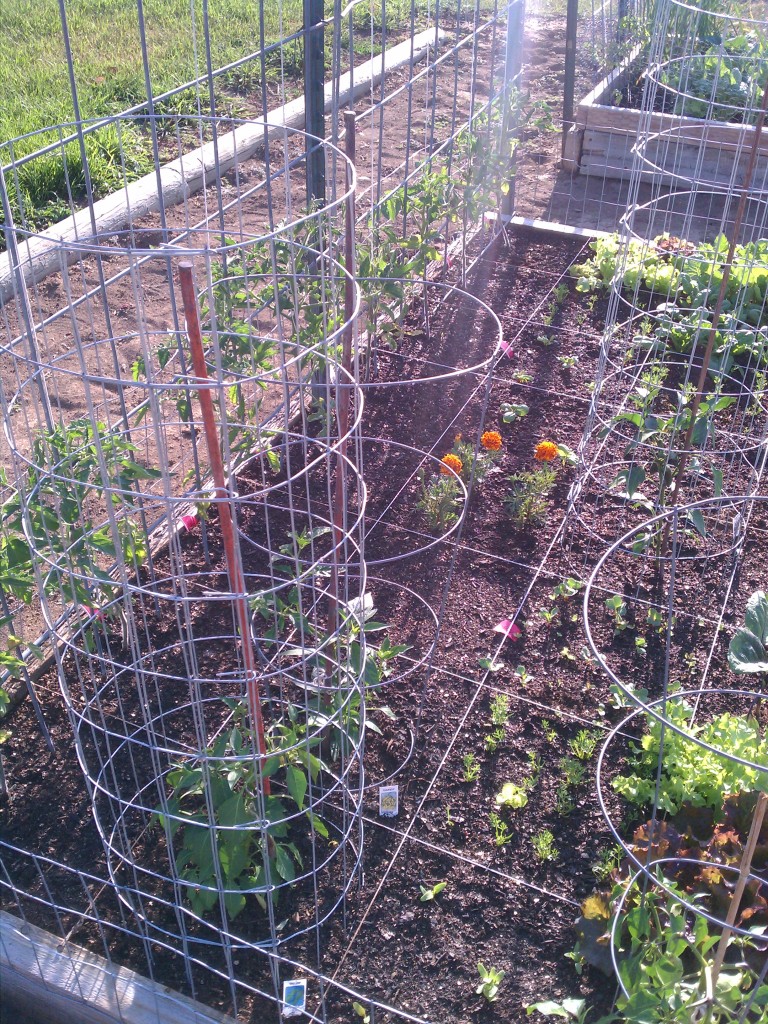 Pepper Cages IMG_20120610_073331