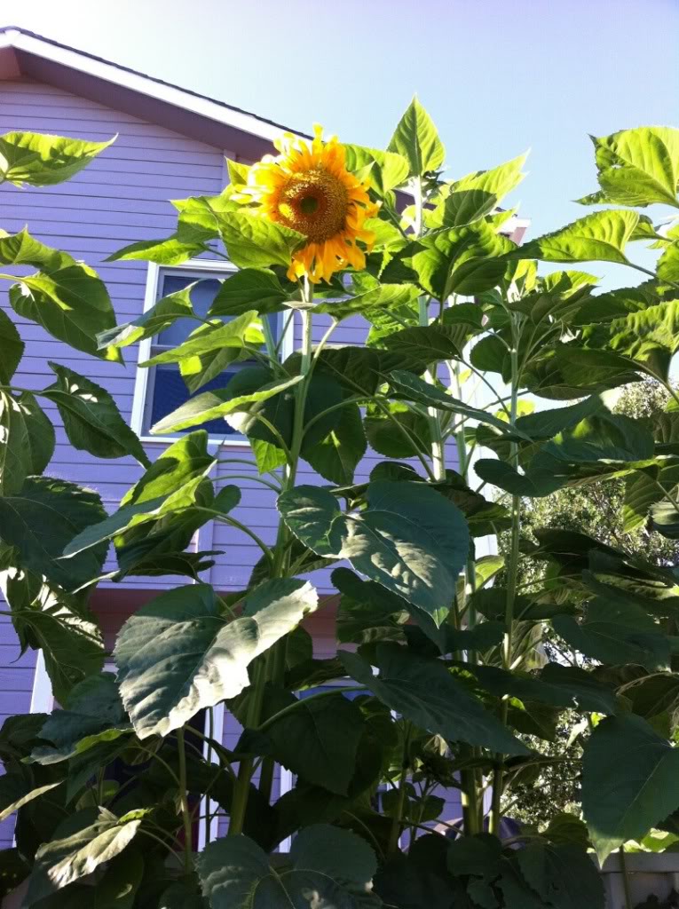 Friday Rookie Topic: Sunflowers - Page 2 IMG_3231_zpsfcc13088