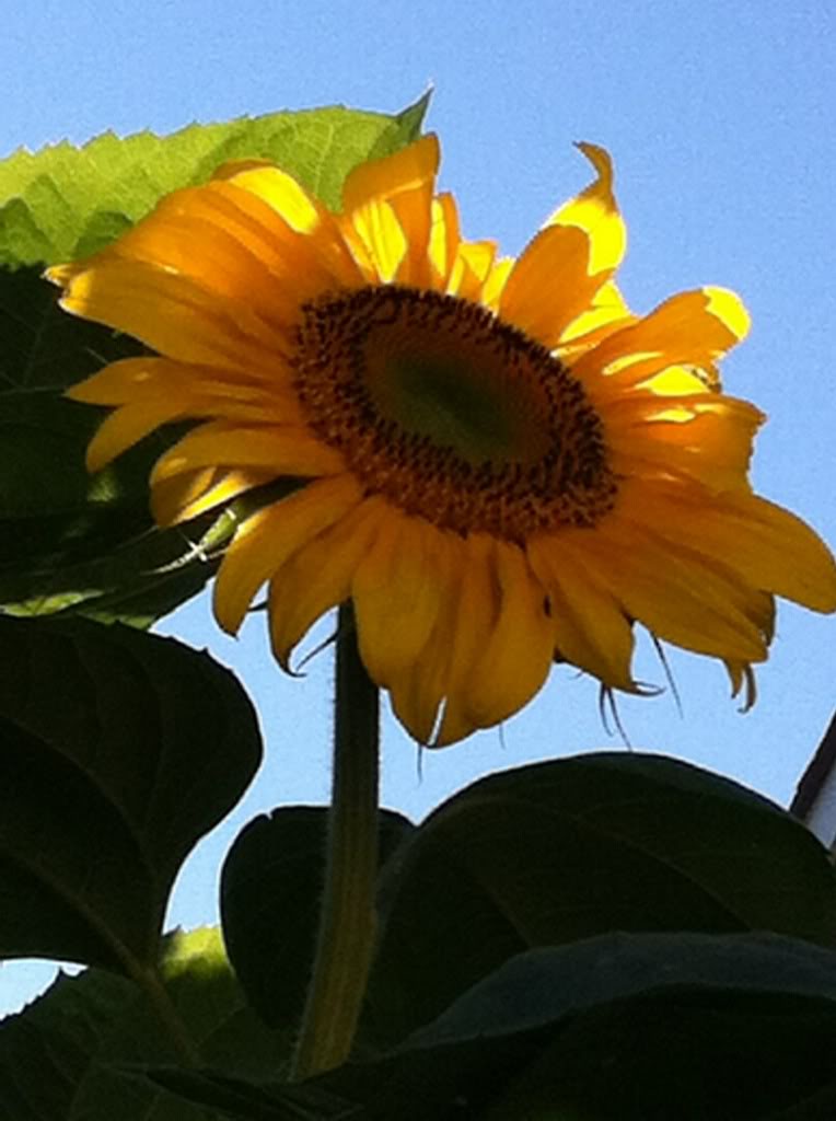 Friday Rookie Topic: Sunflowers - Page 2 IMG_3236_zpsf4b236b8