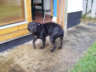 Raoul - Edit: pitbull/staffie x male *rehomed* 100_0852