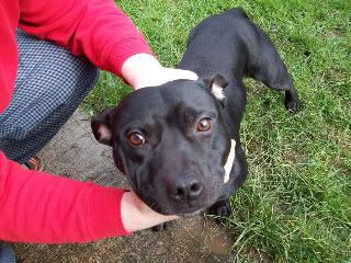 Raoul - Edit: pitbull/staffie x male *rehomed* 100_0860