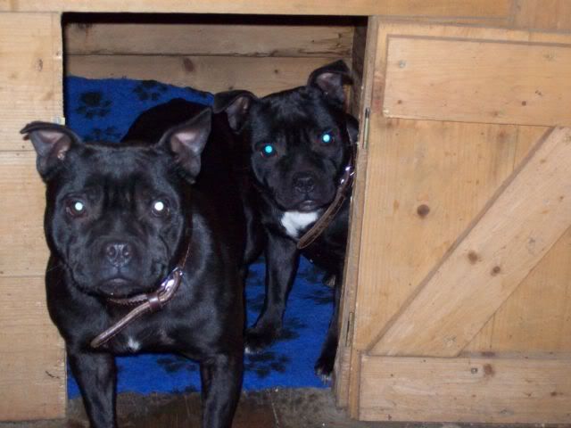 Roxy and Jesse 2 staffy girls - *gone to rescue* 100_2899