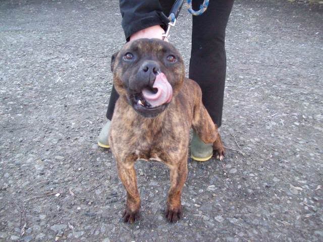 Dunboyne Stray - Hershey, Brindle staffy boy 100_3023