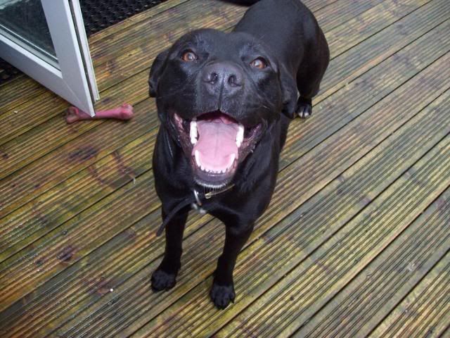 Max, lab staffie x *gone to rescue* 100_3135