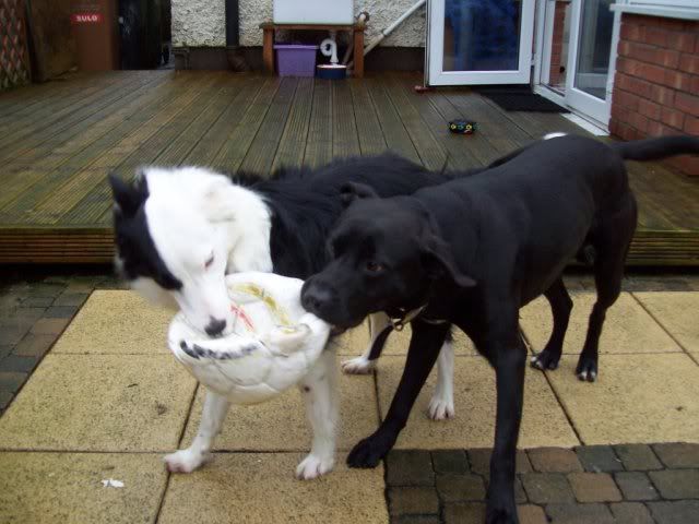 Max, lab staffie x *gone to rescue* 100_3144