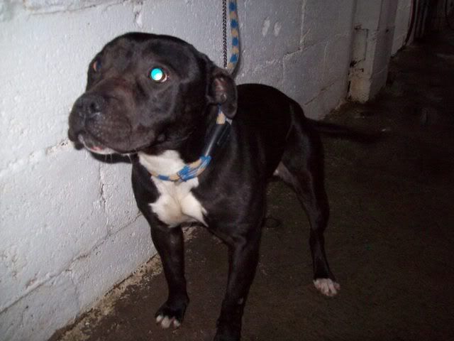 Out and Safe: Dunboyne Stray - Stubbles, Staffie 100_3369