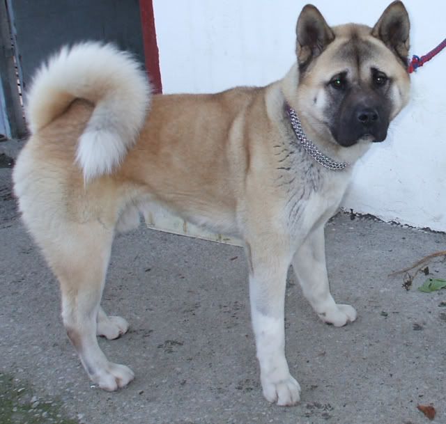 Rehomed: Dunboyne Stray - Hugo, beautiful akita male Hugo