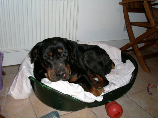 *REHOMED* Janey - gorgeous Rottie x girl P2050163