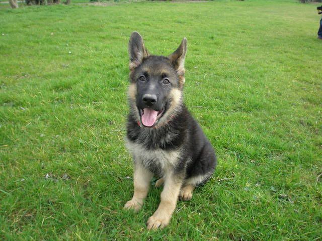 Cassie, GSD pup, 8 weeks old *rehomed* - Page 2 P3150117