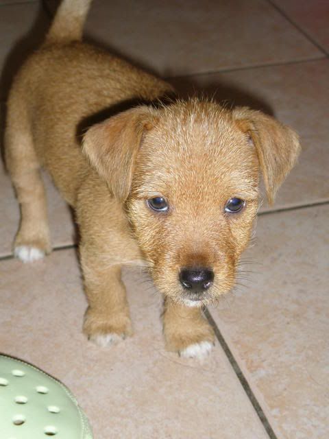 Lolli - Terrier x pup *rehomed* P7300012