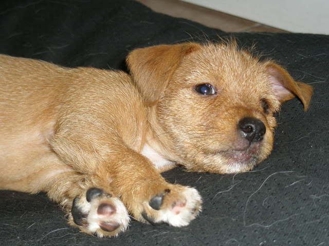 Lolli - Terrier x pup *rehomed* P7300018