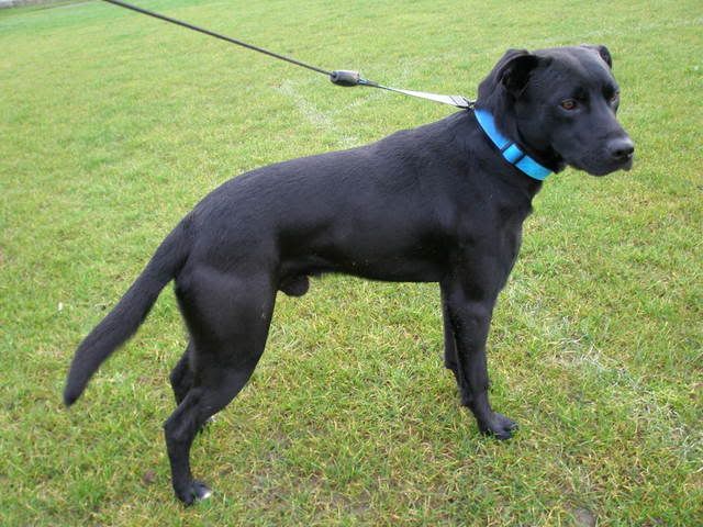 Max, lab staffie x *gone to rescue* - Page 2 PC240002