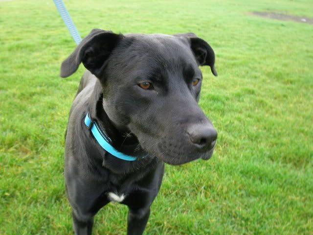 Max, lab staffie x *gone to rescue* - Page 2 PC240013