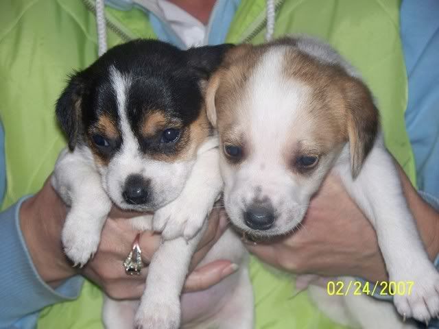 6 terrier x pups *rehomed* Francis137