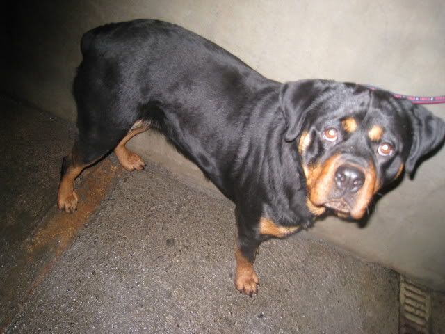 Dunboyne Stray - Honey, Young Rottie girl Honey