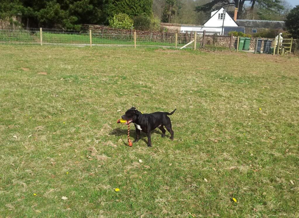 Milton Loves the Field 20130416_155523_zps9b88b310