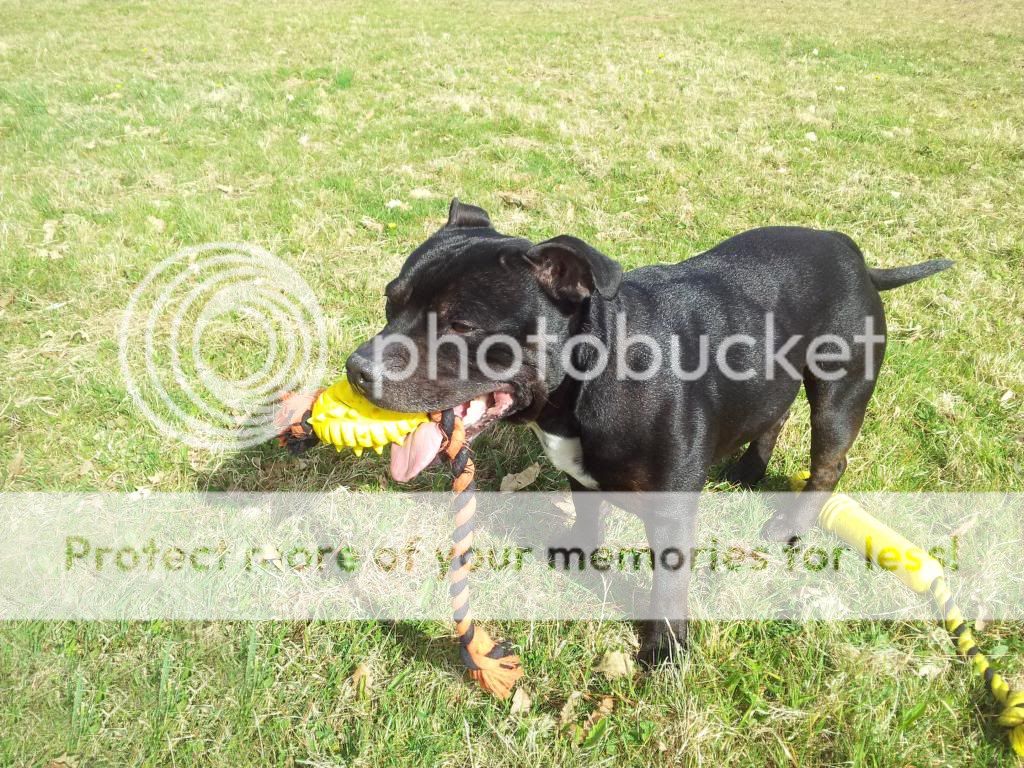 Milton Loves the Field 20130416_155550_zpsb2b905d4