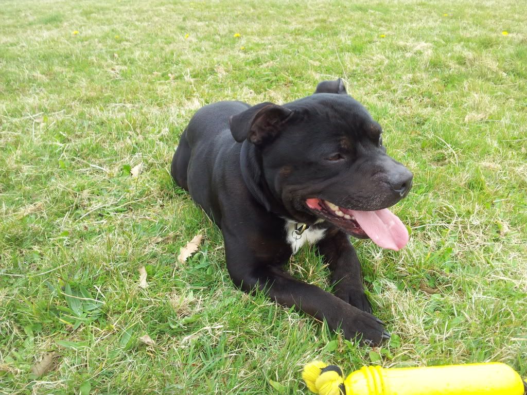 Milton Loves the Field 20130417_152959_zps0a57a3ac