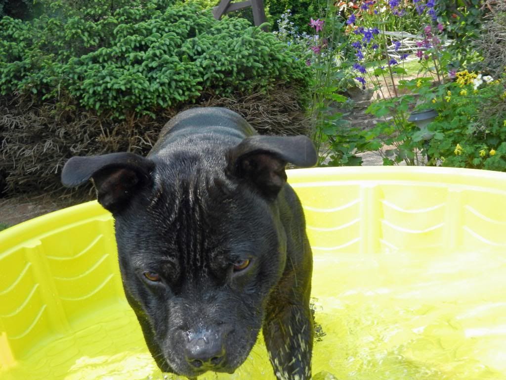 Milton in the Pool (Pics & Video) DSCN2590_zpsb775e534