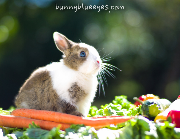 Blue eyed bunny