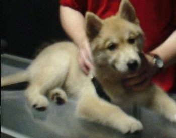 Calling all husky mixes! Toshimi1-1