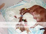 Breeding/Whelping pen Th_Mokasfirstlitter018