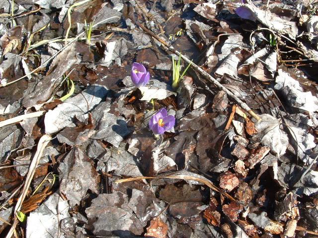 Yess une première floraison à la pépinière Crocus020406