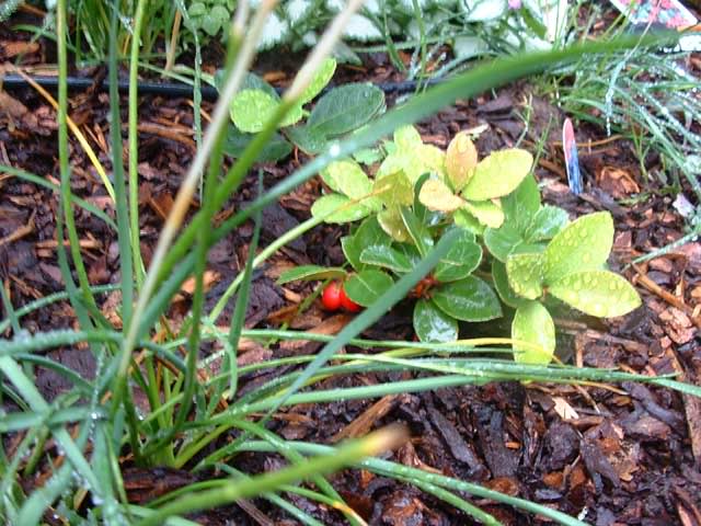 Couvre-sol mignon Gaultheria-Procumbens-VeryB