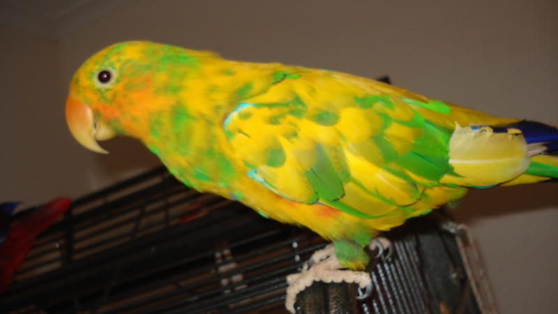 Eclectus Mutation DSC01463