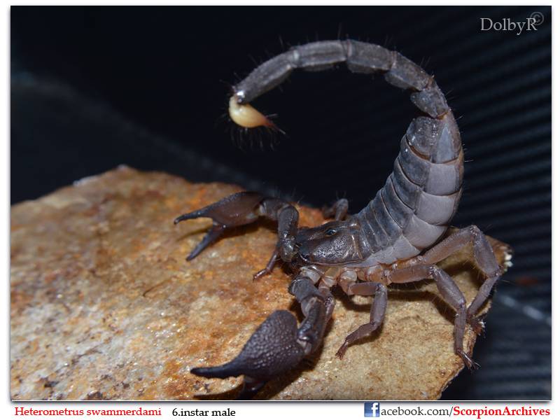 Heterometrus swammerdami (Giant Indian Forest Scorpion) DSC_0180