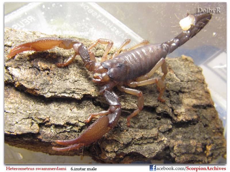 Heterometrus swammerdami (Giant Indian Forest Scorpion) HS_61_male_byDolbyR