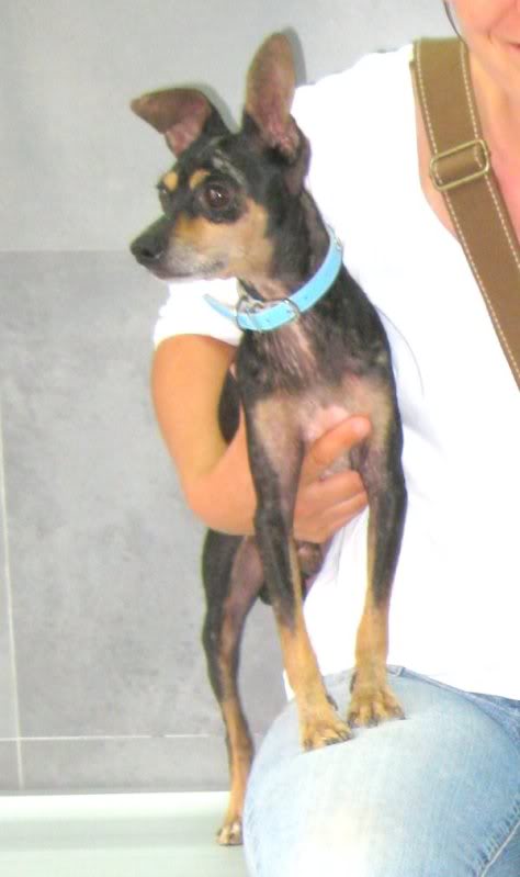 ADOPTADO!!! PIXIN, mini pinscher,enfermo rescatado tras más de un año en la calle.Valencia. Necesita ayuda.(Esta bastante recuperadito esperando adopcion) (PE) IMG_4763