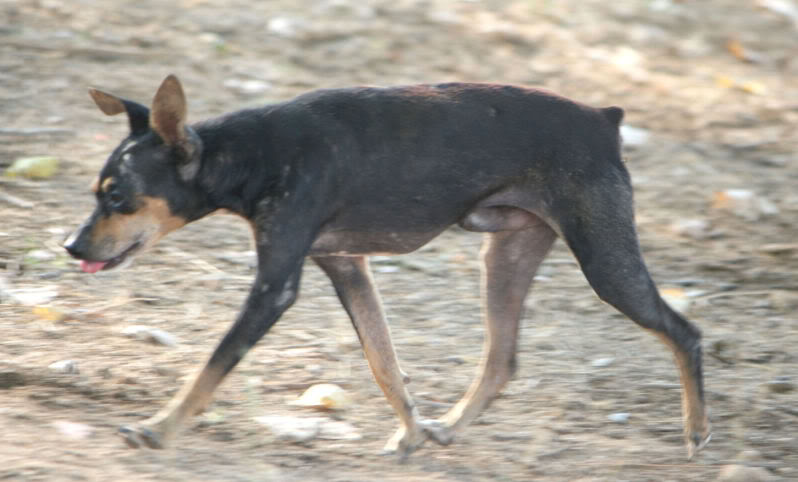 ADOPTADO!!! PIXIN, mini pinscher,enfermo rescatado tras más de un año en la calle.Valencia. Necesita ayuda.(Esta bastante recuperadito esperando adopcion) (PE) IMG_9476