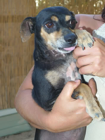 ADOPTADO!!! PIXIN, mini pinscher,enfermo rescatado tras más de un año en la calle.Valencia. Necesita ayuda.(Esta bastante recuperadito esperando adopcion) (PE) Pixn375