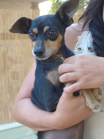 ADOPTADO!!! PIXIN, mini pinscher,enfermo rescatado tras más de un año en la calle.Valencia. Necesita ayuda.(Esta bastante recuperadito esperando adopcion) (PE) Pixn376