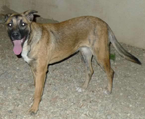 Antra,cachorrita en adopción. Se acaban los fondos‏ Antra