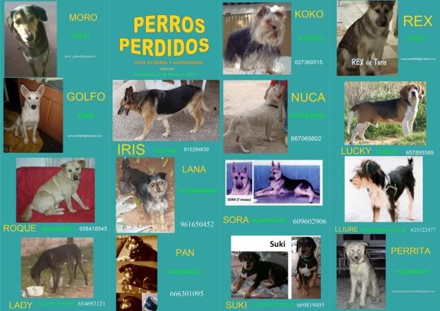 Cartel de perros perdidos Abril Ppsperdidos1