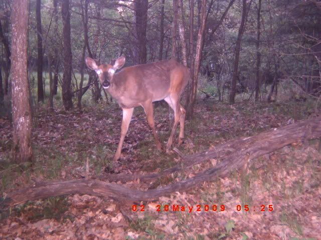 More trailcam pics from this past week ICAM0045