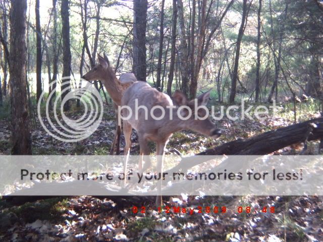 Trailcam photos ICAM0054