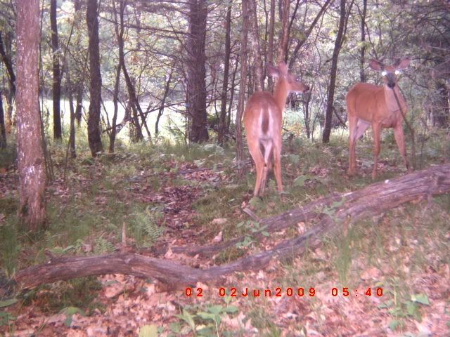 Pics as of 6-9-09 (Big buck!) ICAM0068